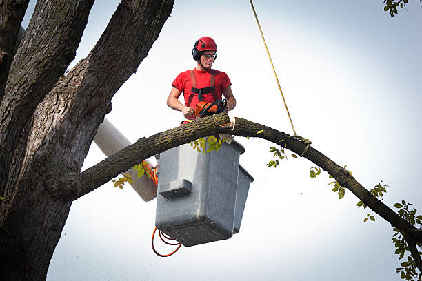Best Fruit Tree Pruning  in Lacoochee, FL
