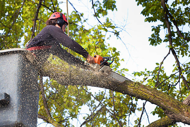 Best Arborist Consultation Services  in Lacoochee, FL