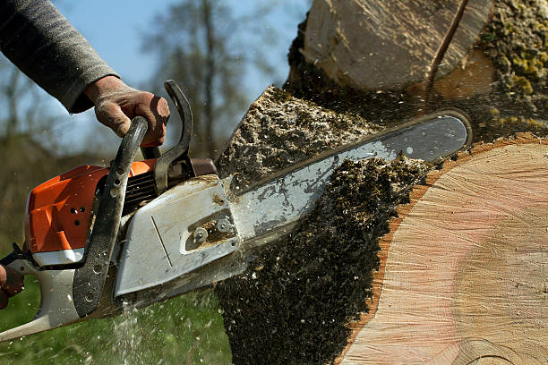 Best Tree Preservation Services  in Lacoochee, FL